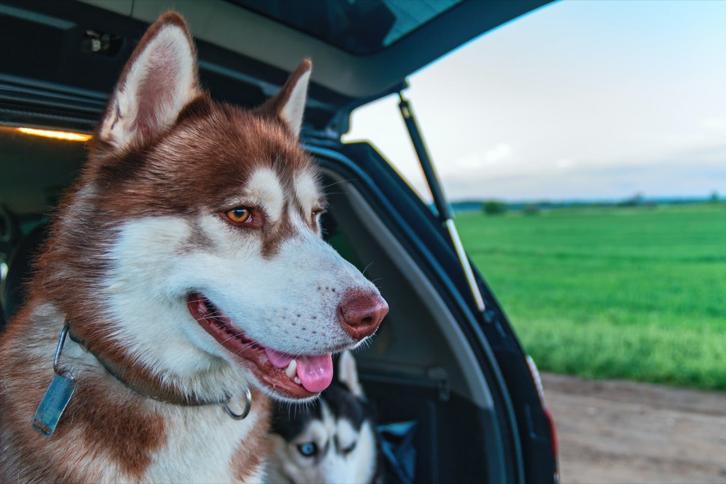 車酔いを経験させないことが大切 愛犬を車に慣れさせる方法とは Active おでかけ わんクォール