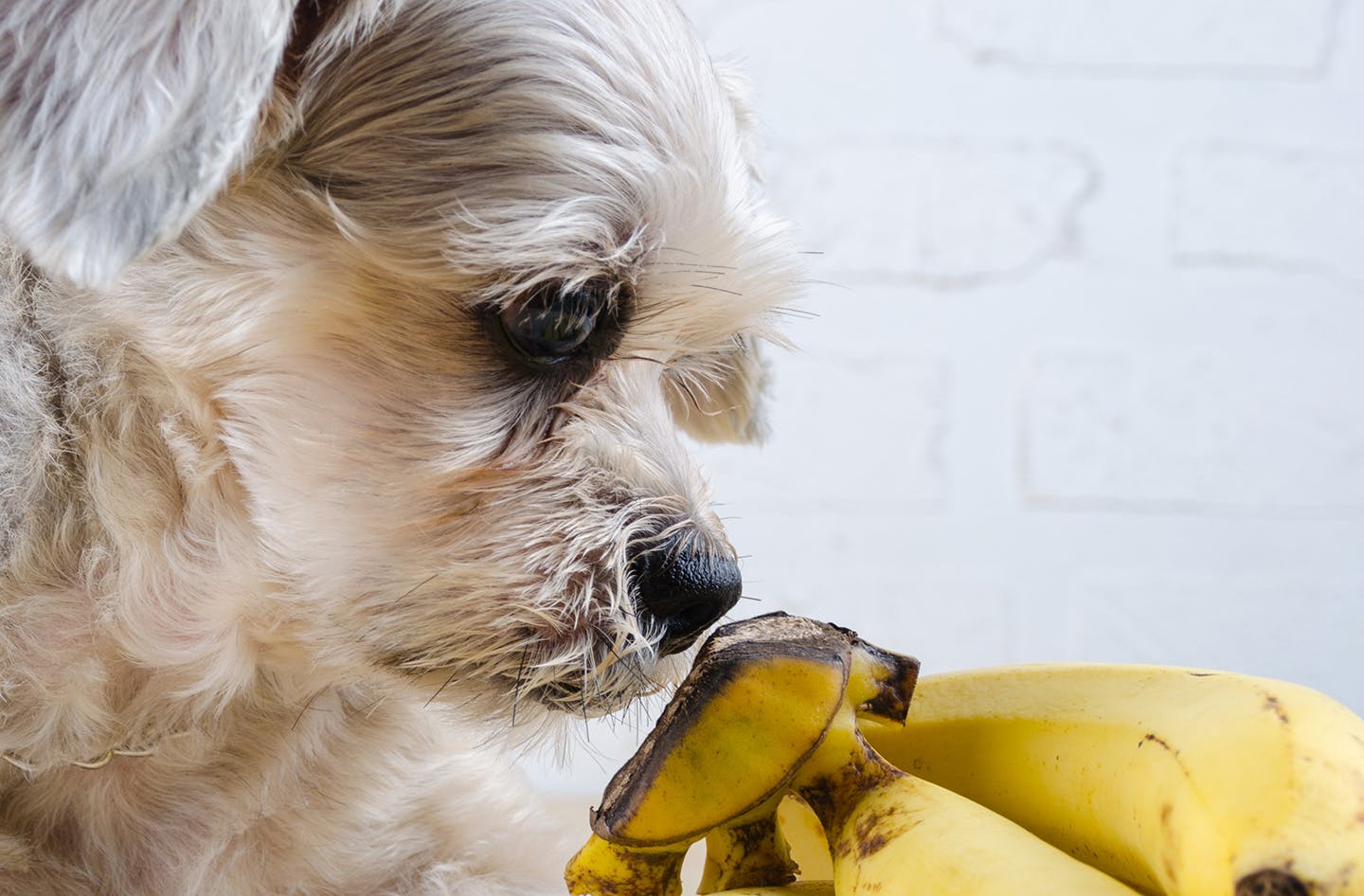 れる 犬 バナナ 食べ