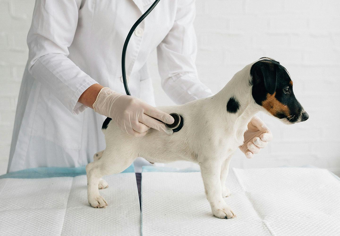犬が血便を出した時、動物病院に行くべき危険な症状