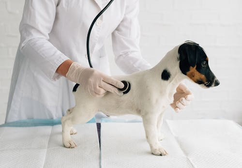 獣医師監修 犬の血便の原因とは 考えられる病気と対処法 病院に連れていくべき危険な症状を解説 わんクォール