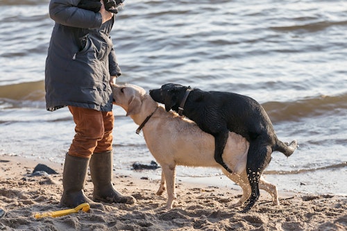 犬のマウンティングとは 問題な理由と対処法 やめさせる方法について解説 獣医師監修 わんクォール