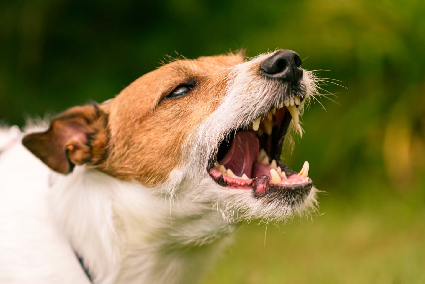 8カ月頃の子犬は反抗期 2才頃には第２反抗期も あるある な行動と対処法を解説 Communication コミュニケーション わんクォール