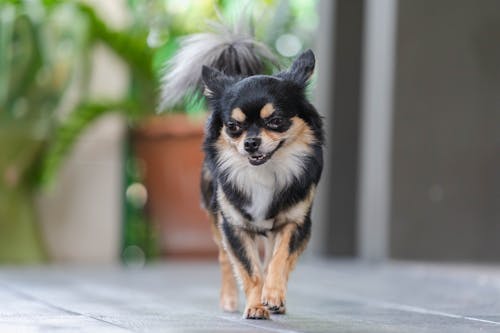 犬にも 筋トレ が必要 犬の筋力をアップする方法をご紹介 わんクォール