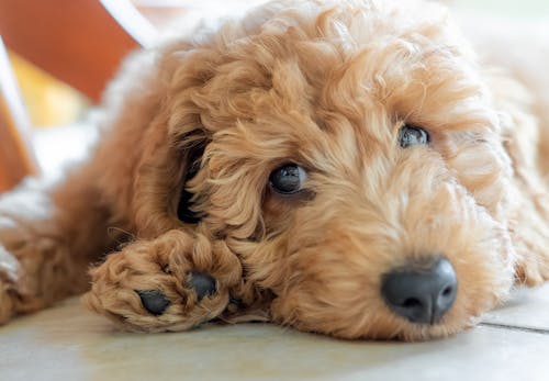 犬の睡眠時間からわかる健康状態とは 睡眠不足のリスク いびきや寝相についても解説 わんクォール 犬の睡眠時間からわかる健康状態とは 睡眠不足のリスク いびきや寝相についても解説 わんクォール