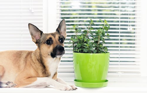 話題の野菜やおしゃれなハーブ類 犬に与えても大丈夫 わんクォール