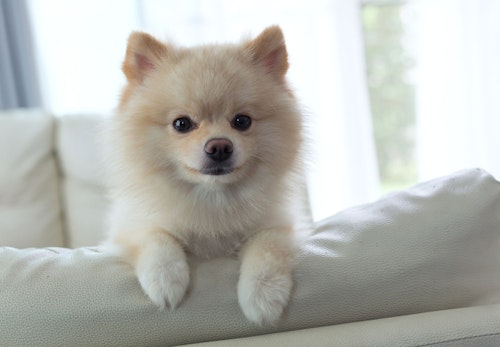 獣医師監修 犬の生理 ヒート の症状とは 時期や生理中の注意点を解説 わんクォール 獣医師監修 犬の生理 ヒート の症状とは 時期や生理中の注意点を解説 わんクォール