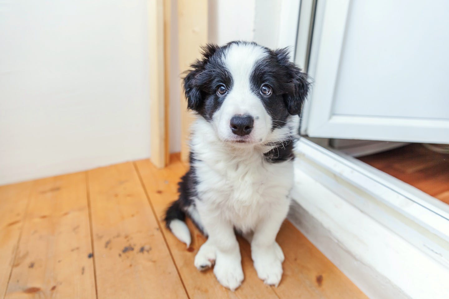 子犬を迎えたら始めたい 愛犬の 社会化しつけ の基本とは Training しつけ わんクォール