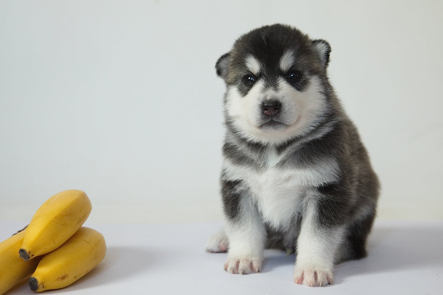 獣医師監修 犬はバナナを食べても大丈夫 適量や与えるメリット 注意点を解説 Illness 病気 わんクォール