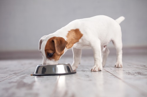 犬はさつまいもを食べても大丈夫 与える際の注意点や健康面のメリット 1日の適量について解説 獣医師監修 わんクォール