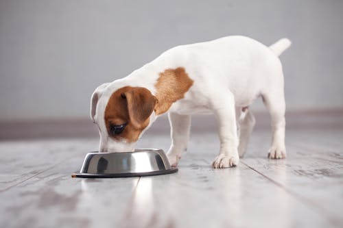 犬はさつまいもを食べても大丈夫 与える際の注意点や健康面のメリット 1日の適量について解説 獣医師監修 わんクォール 犬はさつまいもを食べても大丈夫 与える際の注意点や健康面のメリット 1日の適量について解説 獣医師監修 わんクォール