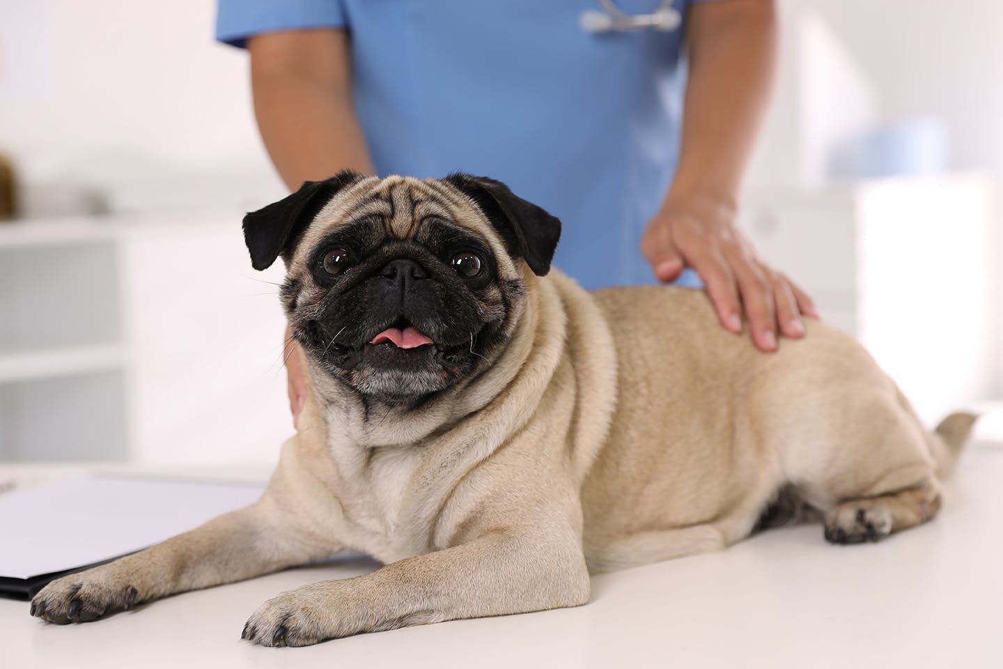 犬にぶどうを食べさせてはいけない理由とは 誤食した場合の症状とリスク 対処法について解説 獣医師監修 Illness 病気 わんクォール