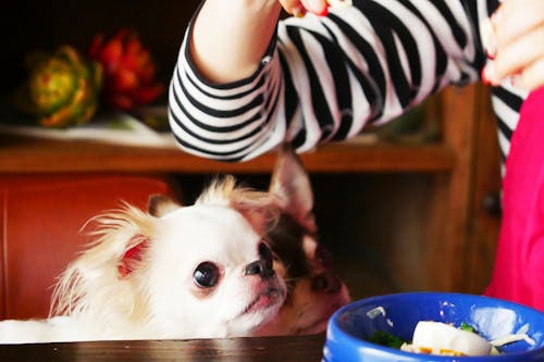 愛犬と一緒に食べられる 玉子麺のラーメン を手作りしよう 美味しくて栄養たっぷり わんクォール