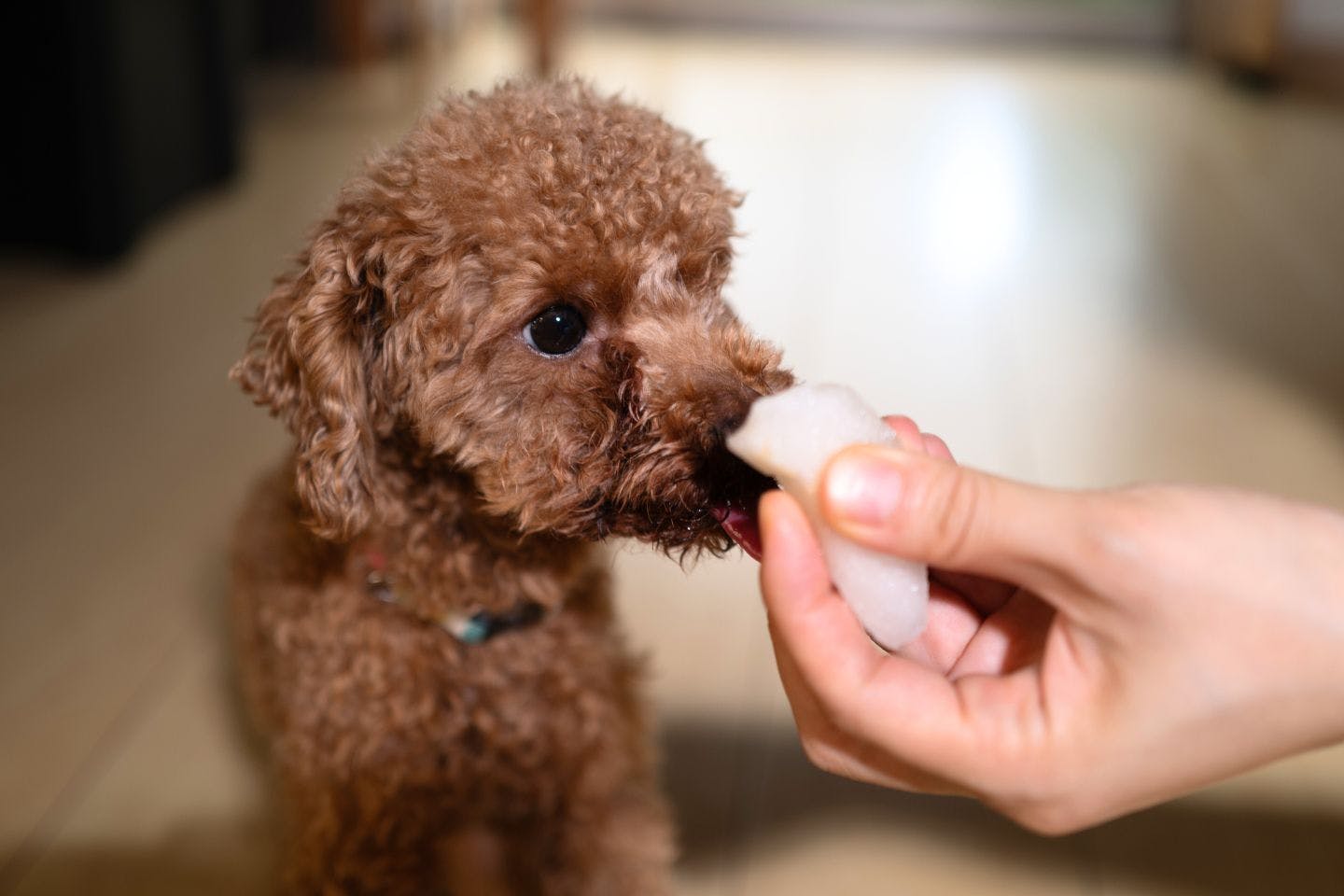 犬に梨を与える際の注意点