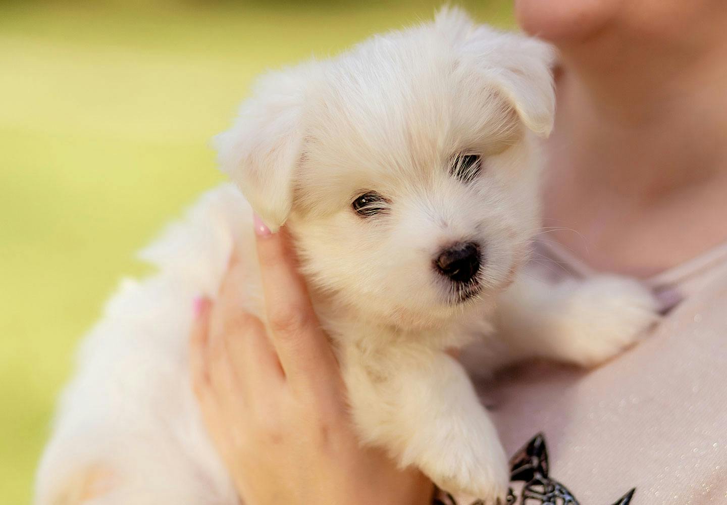 獣医師監修 子犬の散歩デビューはいつから 最適なタイミングや慣らし方 必要なアイテムなどを解説 Health 健康 わんクォール