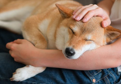 犬も寝言を言ったり 夢をみたりする 犬の睡眠や寝ている時の不思議な行動の理由について解説 獣医師監修 わんクォール 犬も寝言を言ったり 夢をみたりする 犬の睡眠や寝ている時の不思議な行動の理由について解説 獣医師監修 わんクォール