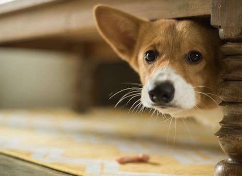 犬が台風を怖がっているときどうすれば ベストな対応を動物行動学の専門家に聞いてみた わんクォール