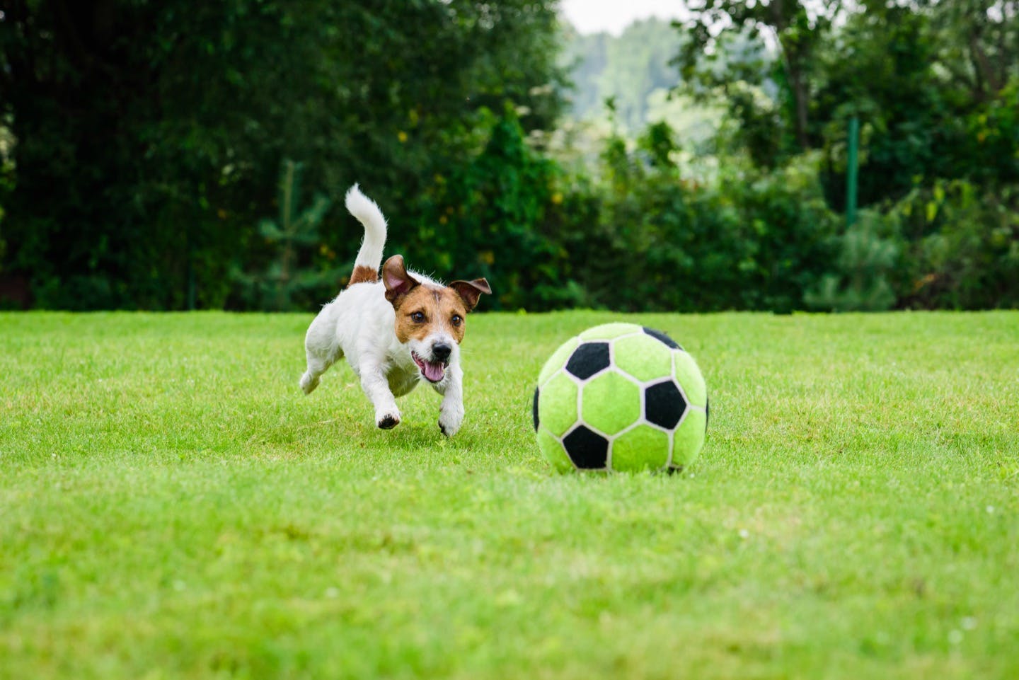 おすすめの犬のボール遊び　ドリブル遊びのやり方