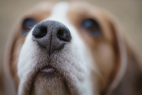 【獣医師監修】犬の鼻水や鼻の腫れは放置すると危険！　原因や対処法は