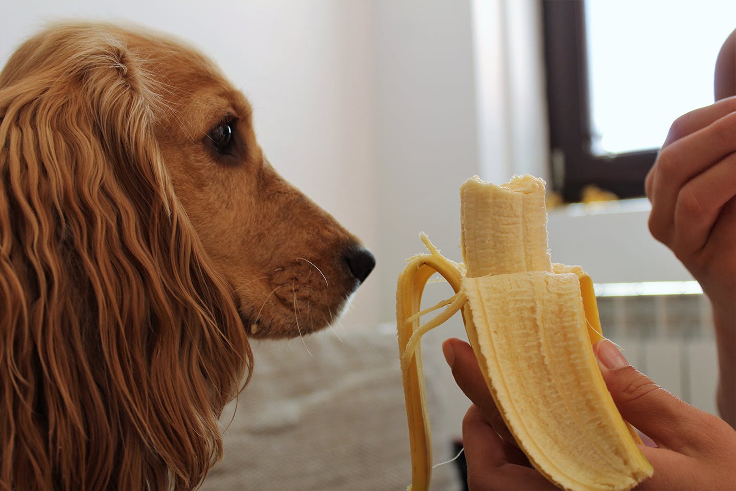 獣医師監修 犬はバナナを食べても大丈夫 適量や与えるメリット カロリーや皮に関する注意点について解説 Illness 病気 わんクォール