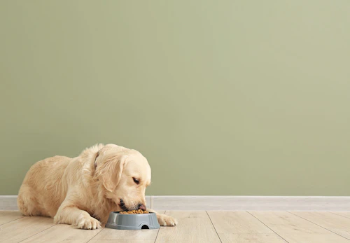犬の下痢の原因とは 病院に行くべき危険な症状や対処法 日常生活での予防策などについて解説 獣医師監修 わんクォール 犬の下痢の原因とは 病院に行くべき危険な症状や対処法 日常生活での予防策などについて解説 獣医師監修 わんクォール