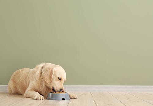 犬の下痢の原因とは 病院に行くべき危険な症状や対処法 日常生活での予防策などについて解説 獣医師監修 わんクォール 犬の下痢の原因とは 病院に行くべき危険な症状や対処法 日常生活での予防策などについて解説 獣医師監修 わんクォール