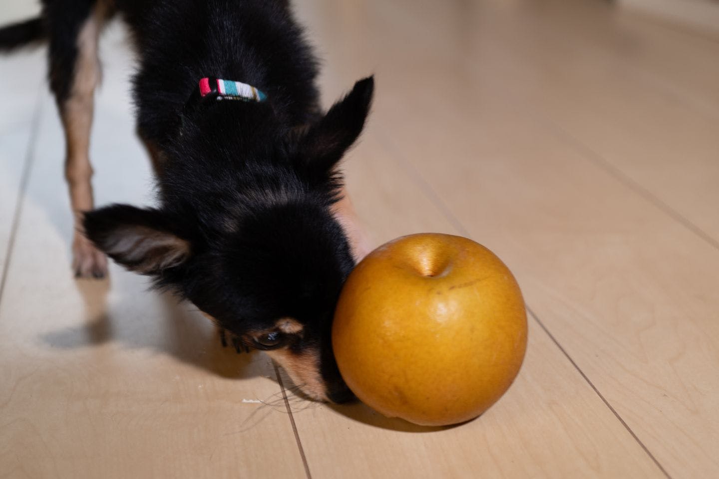 犬に梨をあげるメリット