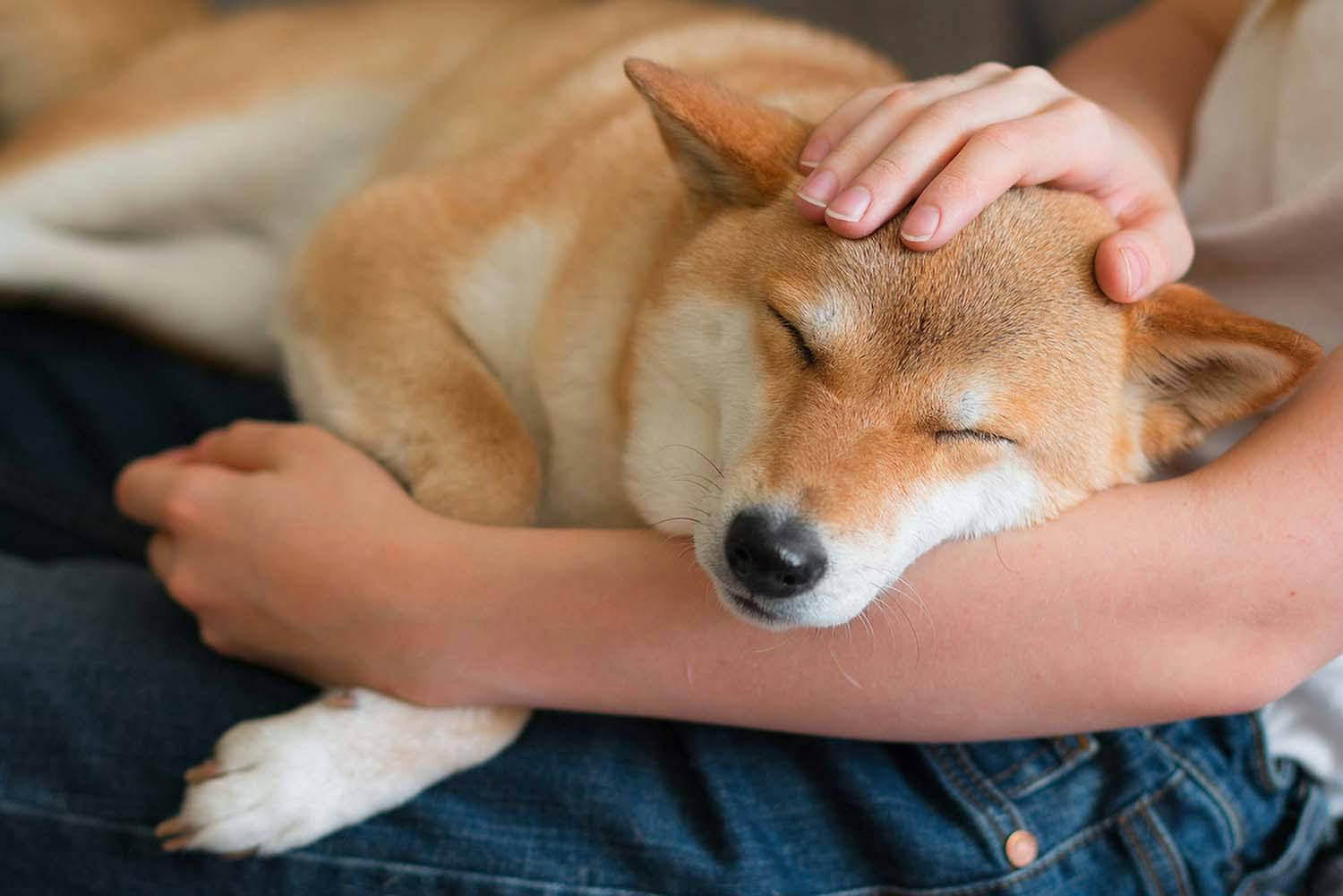 外出自粛の影響でペットを迎える人が急増中 今だから知っておきたい 犬を飼う ことの重みとは Health 健康 わんクォール