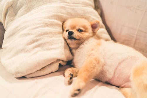犬のお腹の張りの原因は 考えられる病気と病院に行くべき症状を解説 獣医師監修 わんクォール 犬のお腹の張りの原因は 考えられる病気と病院に行くべき症状を解説 獣医師監修 わんクォール