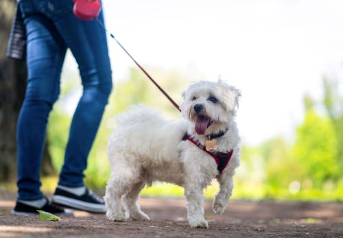 犬の散歩の適切な回数と距離は 時間やマナー 散歩デビューの基礎知識について解説 獣医師監修 わんクォール