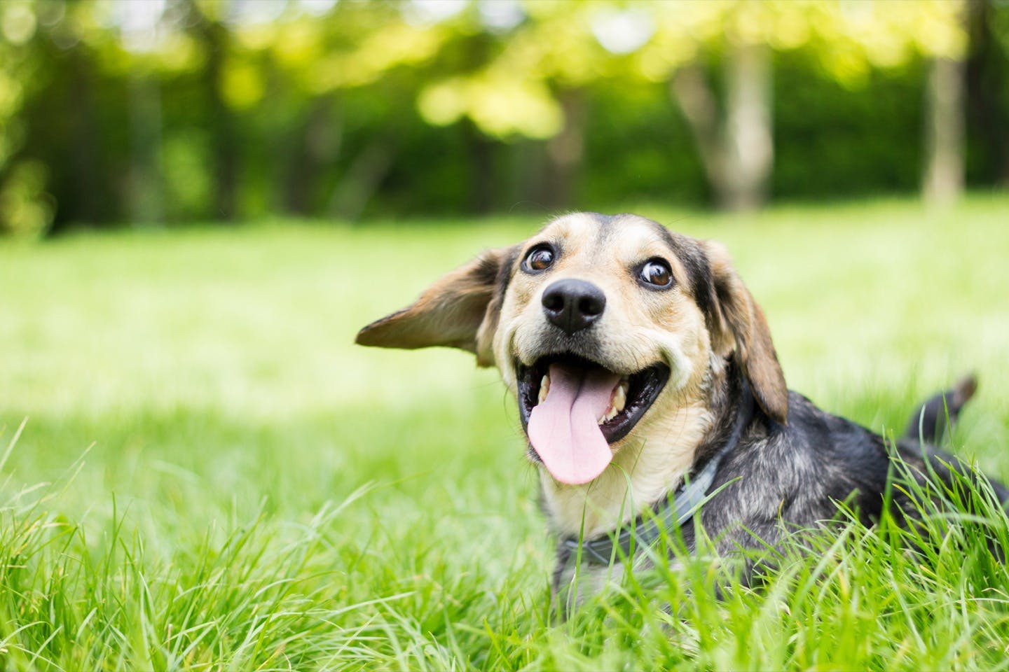 獣医師監修 子犬の散歩はいつから 散歩デビューのタイミングや慣らし方 必要なアイテムや注意点などについて解説 Health 健康 わんクォール