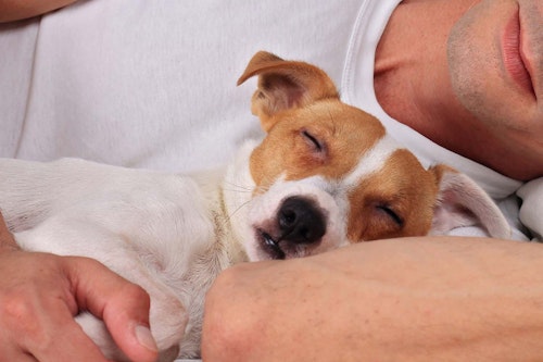 犬と一緒に寝る時の注意点は 犬に与える影響や必要なしつけなどを解説 獣医師監修 わんクォール 犬と一緒に寝る時の注意点は 犬に与える影響や必要なしつけなどを解説 獣医師監修 わんクォール