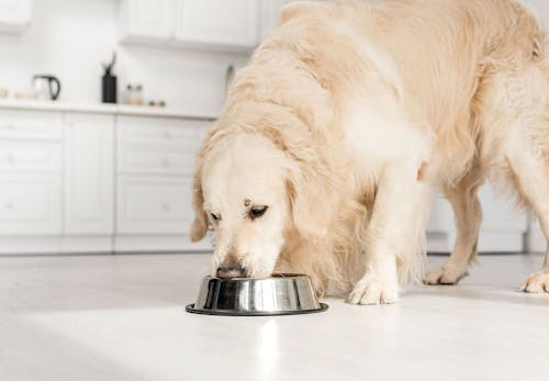 獣医師監修 犬が吐く理由とは 考えられる病気と病院に連れて行くべき危険な嘔吐について解説 わんクォール