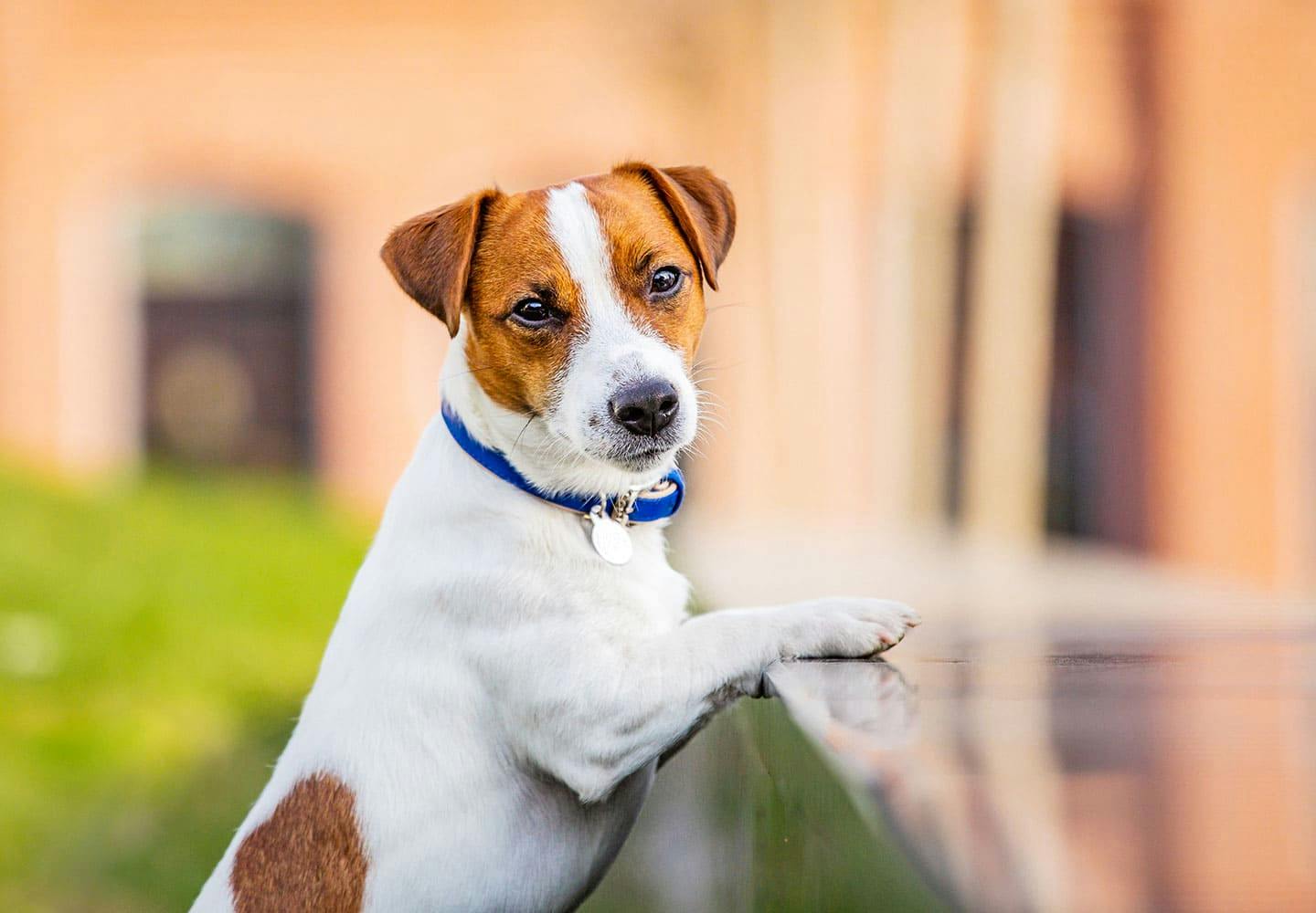 獣医師監修 犬が吐く理由とは 考えられる病気と病院に連れて行くべき危険な嘔吐について解説 Illness 病気 わんクォール