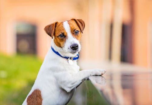 獣医師監修 犬が吐く理由とは 考えられる病気と病院に連れて行くべき危険な嘔吐について解説 わんクォール