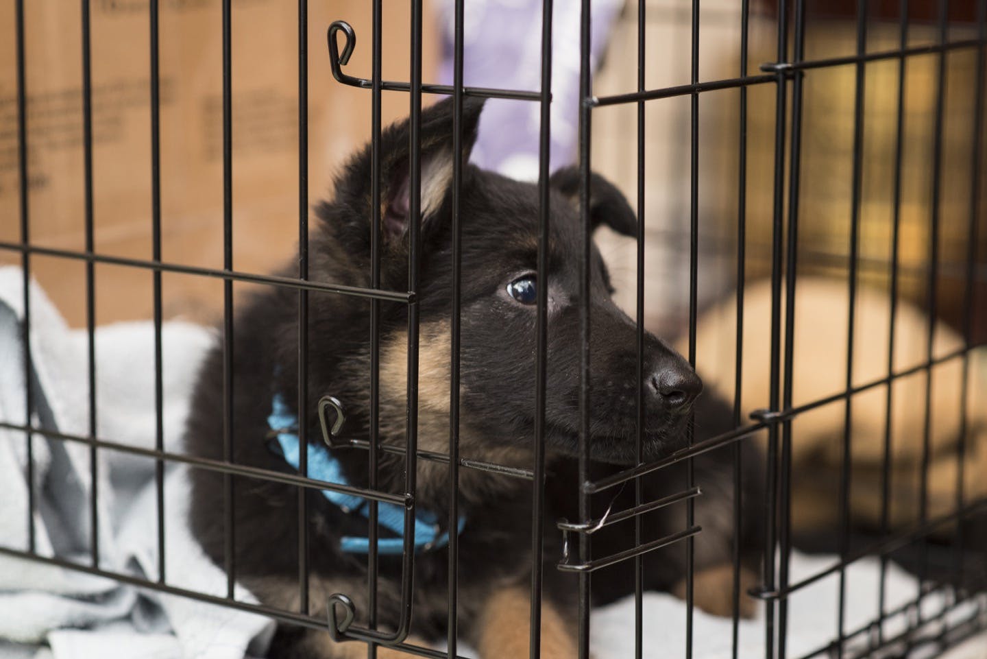 ハウスまわりも寒さ対策を！愛犬が快適に過ごすための冬じたく