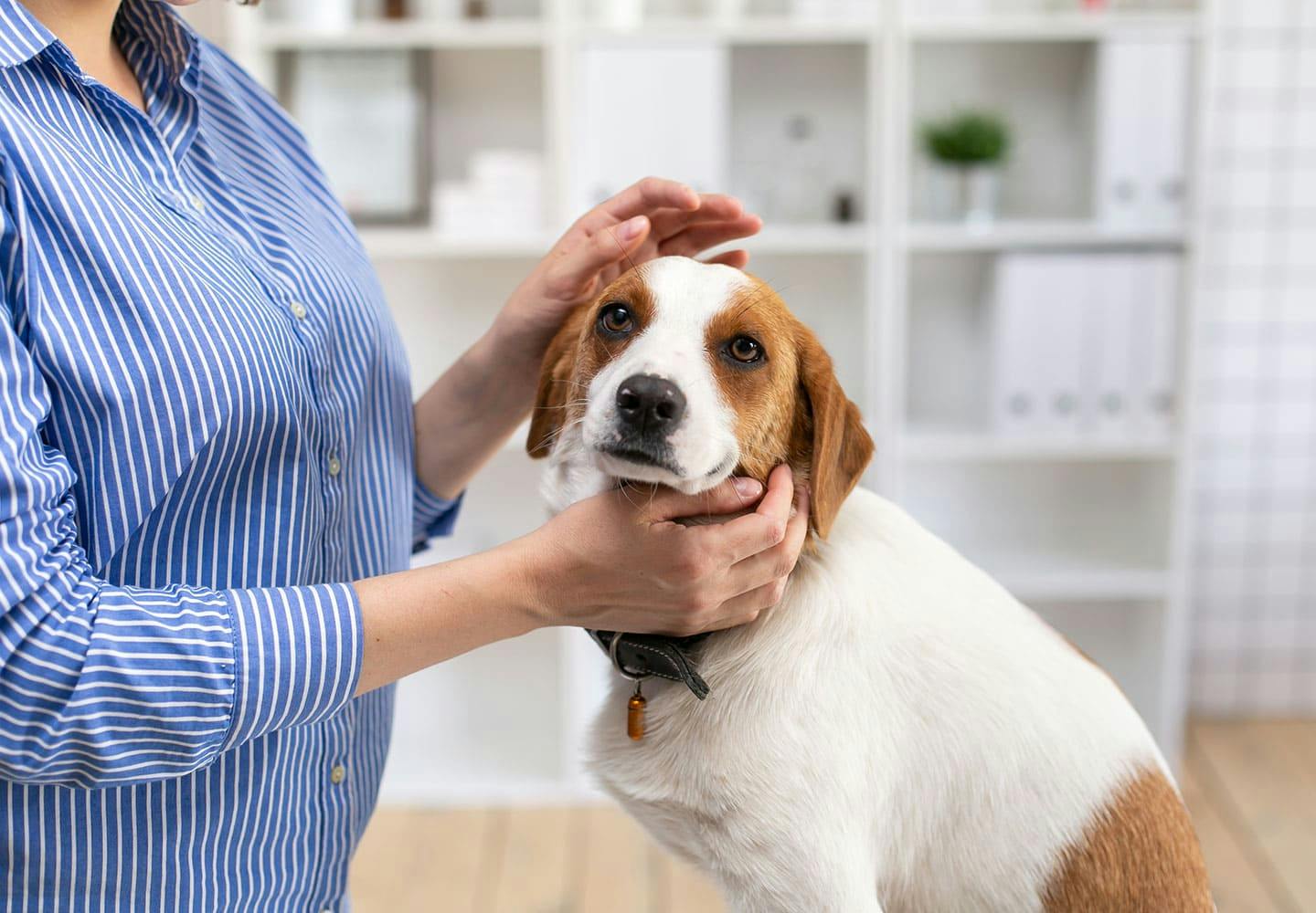 獣医師監修 犬がしゃっくりをする原因は 対処法と考えられる病気 病院にいくべき危険な症状について解説 Illness 病気 わんクォール