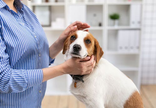 犬のしゃっくりの原因は 考えられる病気と対処法 病院に連れて行くべき症状を解説 獣医師監修 わんクォール