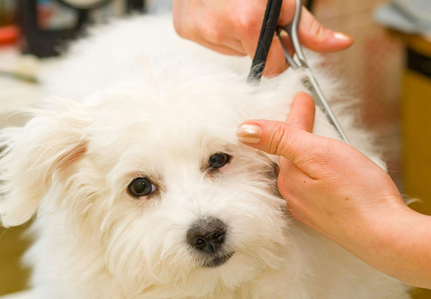 獣医師監修 犬のトリミングって具体的にどんなことをするの やる頻度や費用の目安について解説 わんクォール