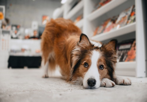 犬に玉ねぎはng 食べてしまった時の症状と応急処置を解説 獣医師監修 わんクォール 犬に玉ねぎはng 食べてしまった時の症状と応急処置を解説 獣医師監修 わんクォール