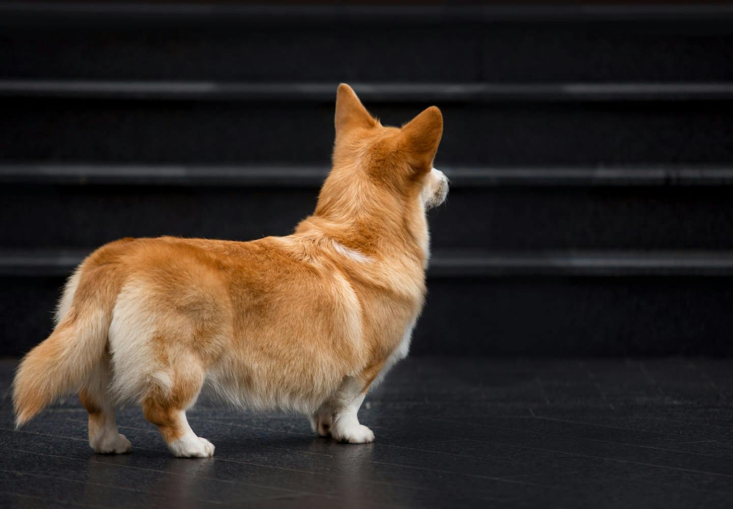 獣医師監修 犬のてんかんの症状とは 種類や原因 発作が起きた時の対処法などについて解説 Illness 病気 わんクォール