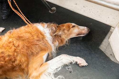 那須 犬と乗れるゴンドラを初体験 関東最大級の山頂ドッグランへ行こう Wanqol編集部レポ わんクォール