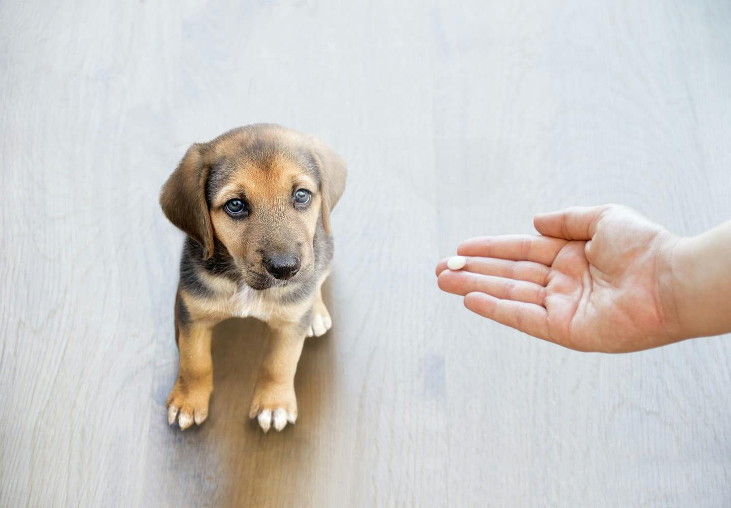 獣医師監修 犬のてんかんの症状とは 種類や原因 発作が起きた時の対処法などについて解説 Illness 病気 わんクォール