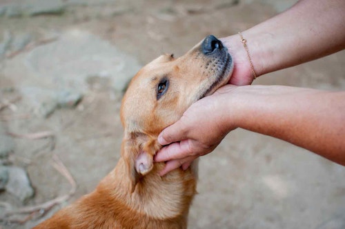 飼い主に顔を触られる犬