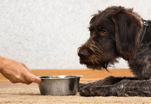 犬の血尿は病気のサイン 考えられる原因と病院に行くべき症状 対処法について解説 獣医師監修 わんクォール 犬の血尿は病気のサイン 考えられる原因と病院に行くべき症状 対処法について解説 獣医師監修 わんクォール