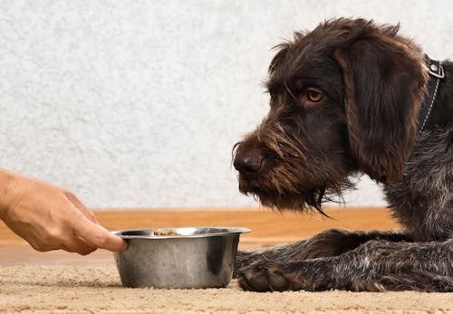 犬の血尿は病気のサイン 考えられる原因と病院に行くべき症状 対処法について解説 獣医師監修 わんクォール