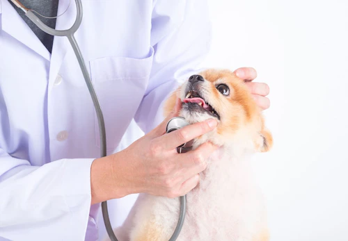 犬の血尿は病気のサイン 考えられる原因と病気の可能性 対処法などについて解説 獣医師監修 わんクォール