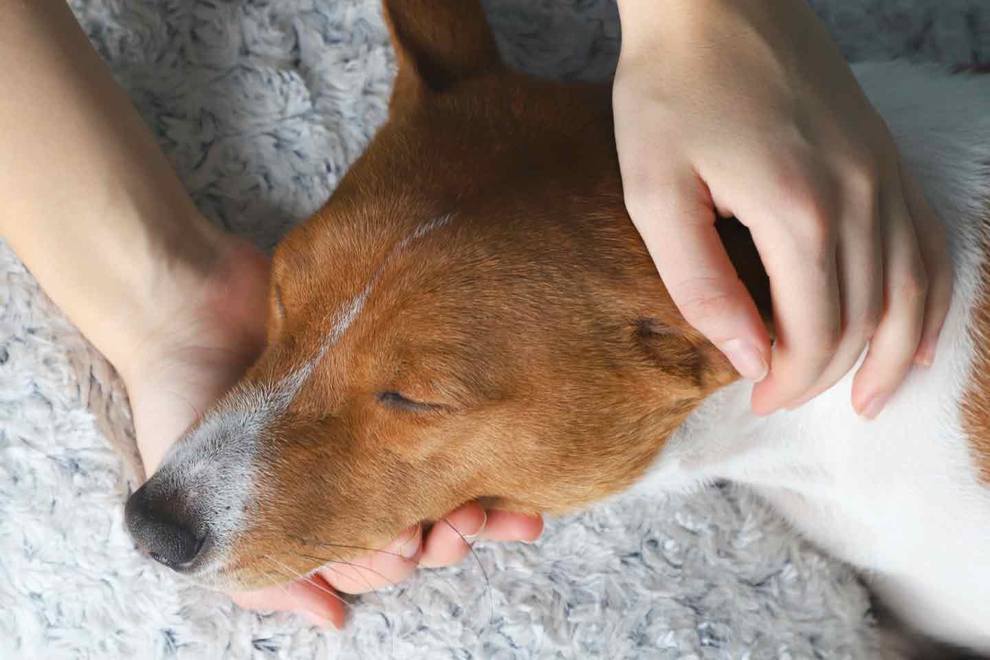 獣医師監修 老犬期前半だからこそ気をつけたい健康チェック項目 Senior シニア わんクォール