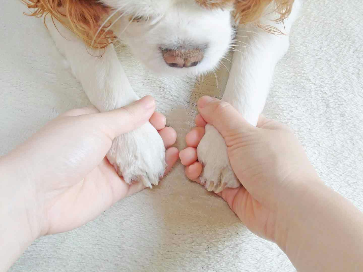 手を触られる犬