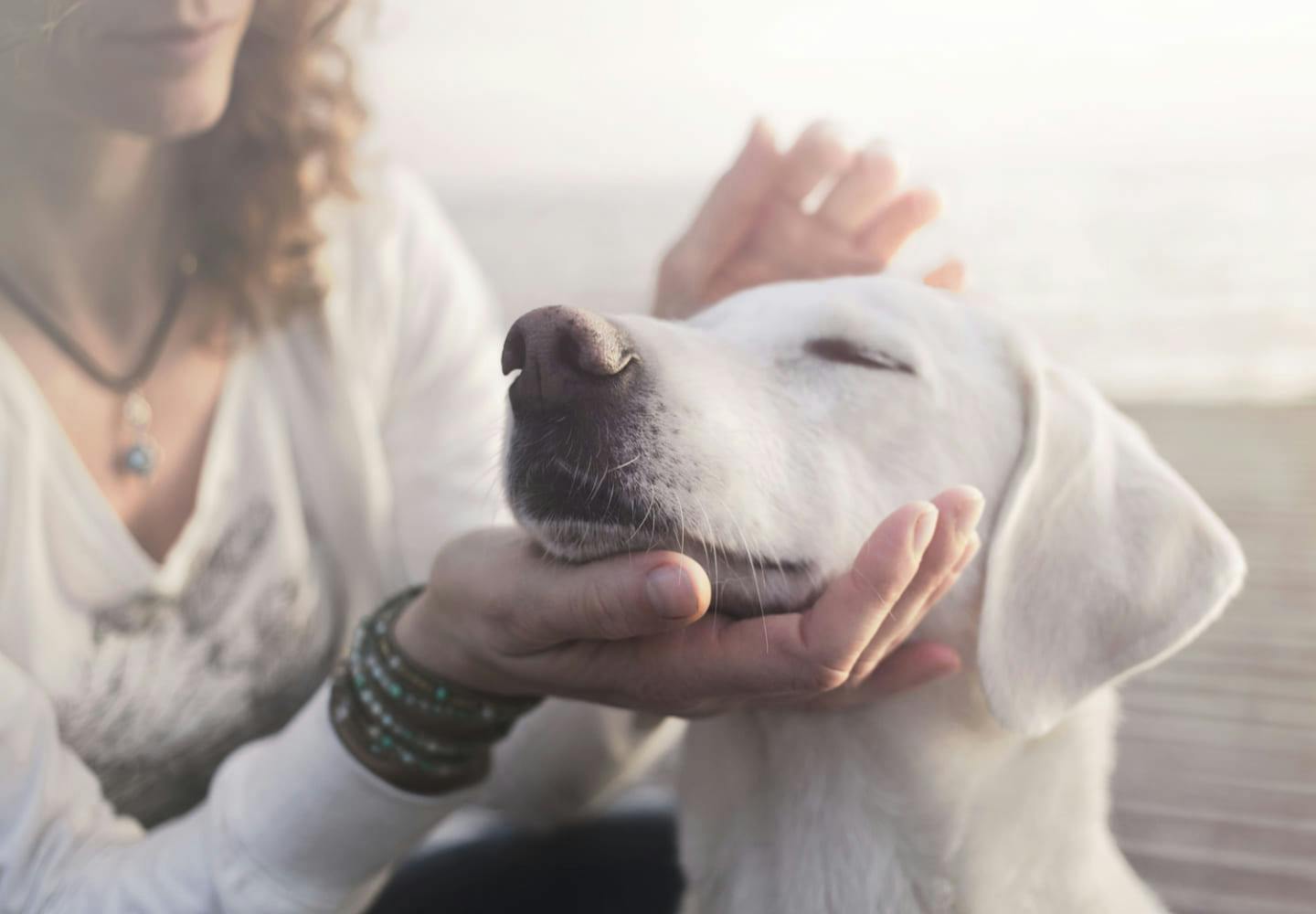 獣医師監修 老犬 シニア犬 の介護に必要なものとは 介護に対する心構えやデイリーケアのポイントを解説 Health 健康 わんクォール