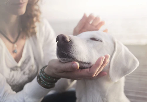 獣医師監修 老犬 シニア犬 の介護に必要なものとは 介護に対する心構えやデイリーケアのポイントを解説 わんクォール 獣医師監修 老犬 シニア犬 の介護に必要なものとは 介護に対する心構えやデイリーケアのポイントを解説 わんクォール